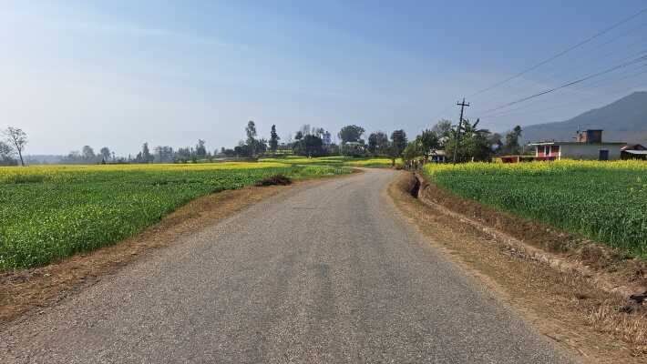सडकको वरपर तोरी बारी