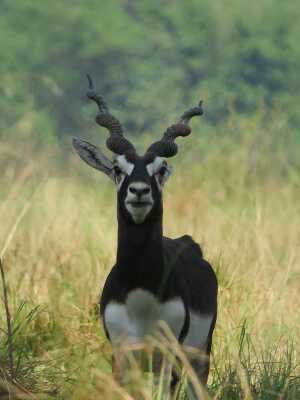 Blackbuck, Nepal