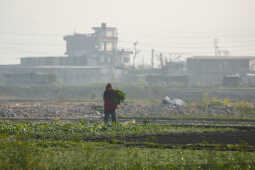 Daily Life in Nepal Farmers at Work Along the Manohara River (2)
