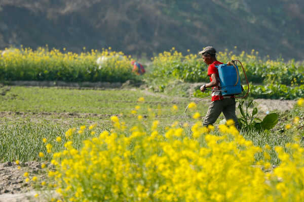 Daily Life in Nepal Farmers at Work Along the Manohara River (5)