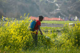 Daily Life in Nepal Farmers at Work Along the Manohara River (8)
