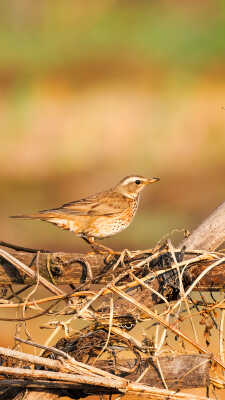 Naumann’s Thrush Recorded for the First Time in Kathmandu Valley at Manohara River Wetlands