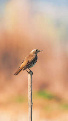 Naumann’s Thrush Recorded for the First Time in Kathmandu Valley at Manohara River Wetlands