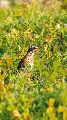 Naumann’s Thrush Recorded for the First Time in Kathmandu Valley at Manohara River Wetlands