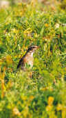 Naumann’s Thrush Recorded for the First Time in Kathmandu Valley at Manohara River Wetlands