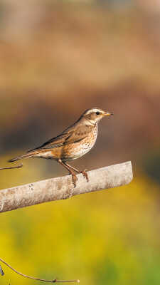 Naumann’s Thrush Recorded for the First Time in Kathmandu Valley at Manohara River Wetlands