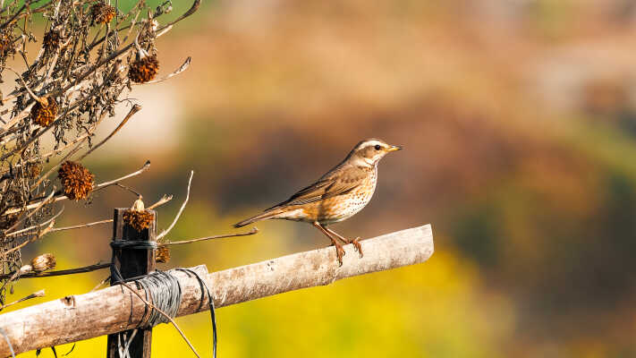 Naumann’s Thrush Recorded for the First Time in Kathmandu Valley at Manohara River Wetlands
