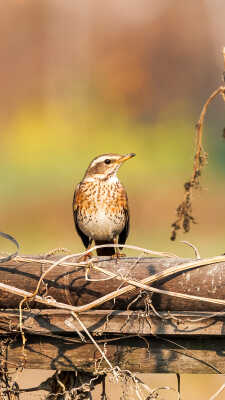 Naumann’s Thrush Recorded for the First Time in Kathmandu Valley at Manohara River Wetlands
