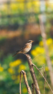 Naumann’s Thrush Recorded for the First Time in Kathmandu Valley at Manohara River Wetlands