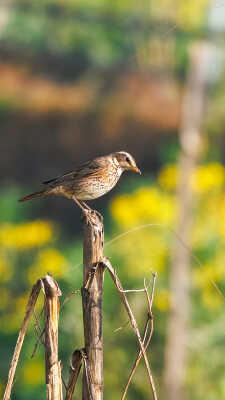 Naumann’s Thrush Recorded for the First Time in Kathmandu Valley at Manohara River Wetlands