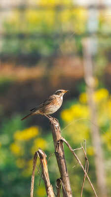 Naumann’s Thrush Recorded for the First Time in Kathmandu Valley at Manohara River Wetlands