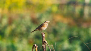 Naumann’s Thrush Recorded for the First Time in Kathmandu Valley at Manohara River Wetlands