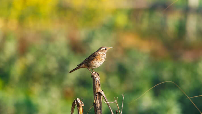 Naumann’s Thrush Recorded for the First Time in Kathmandu Valley at Manohara River Wetlands