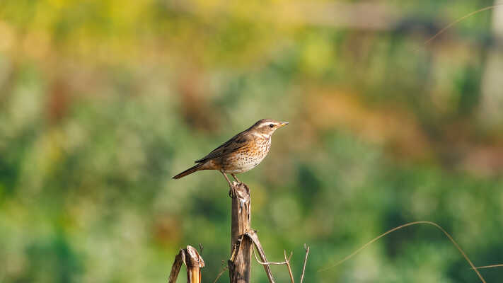 Naumann’s Thrush Recorded for the First Time in Kathmandu Valley at Manohara River Wetlands
