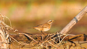 Naumann’s Thrush Recorded for the First Time in Kathmandu Valley at Manohara River Wetlands