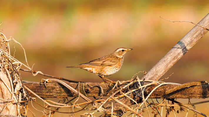 Naumann’s Thrush Recorded for the First Time in Kathmandu Valley at Manohara River Wetlands