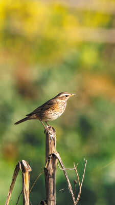 Naumann’s Thrush Recorded for the First Time in Kathmandu Valley at Manohara River Wetlands