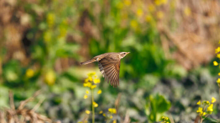 Naumann’s Thrush Recorded for the First Time in Kathmandu Valley at Manohara River Wetlands