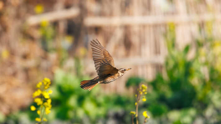 Naumann’s Thrush Recorded for the First Time in Kathmandu Valley at Manohara River Wetlands