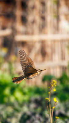 Naumann’s Thrush Recorded for the First Time in Kathmandu Valley at Manohara River Wetlands
