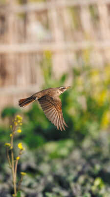 Naumann’s Thrush Recorded for the First Time in Kathmandu Valley at Manohara River Wetlands