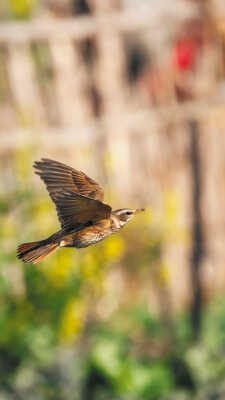 Naumann’s Thrush Recorded for the First Time in Kathmandu Valley at Manohara River Wetlands