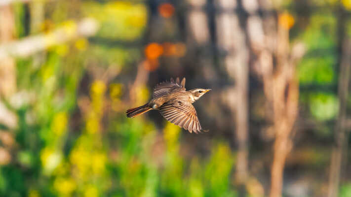 Naumann’s Thrush Recorded for the First Time in Kathmandu Valley at Manohara River Wetlands