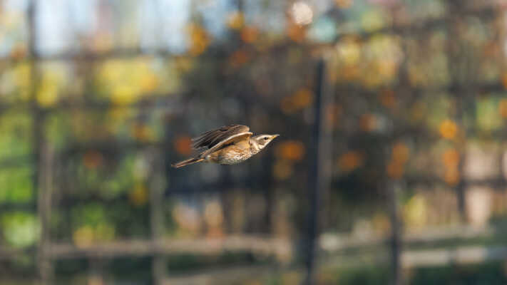 Naumann’s Thrush Recorded for the First Time in Kathmandu Valley at Manohara River Wetlands