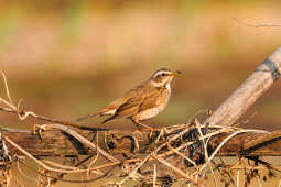 Naumann’s Thrush Recorded for the First Time in Kathmandu Valley at Manohara River Wetlands