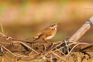 Naumann’s Thrush Recorded for the First Time in Kathmandu Valley at Manohara River Wetlands