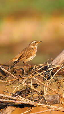 Naumann’s Thrush Recorded for the First Time in Kathmandu Valley at Manohara River Wetlands