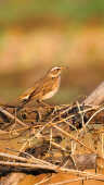 Naumann’s Thrush Recorded for the First Time in Kathmandu Valley at Manohara River Wetlands