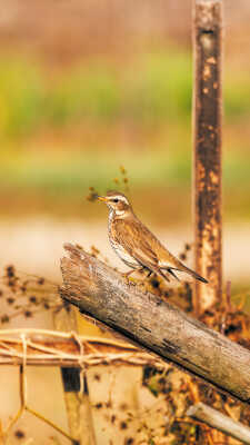 Naumann’s Thrush Recorded for the First Time in Kathmandu Valley at Manohara River Wetlands