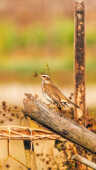 Naumann’s Thrush Recorded for the First Time in Kathmandu Valley at Manohara River Wetlands