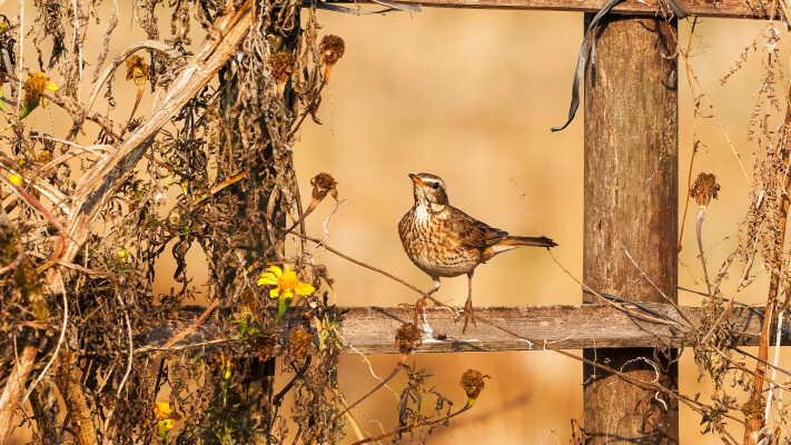 Naumann’s Thrush Recorded for the First Time in Kathmandu Valley at Manohara River Wetlands