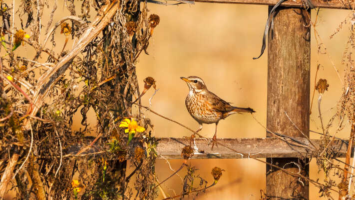 Naumann’s Thrush Recorded for the First Time in Kathmandu Valley at Manohara River Wetlands