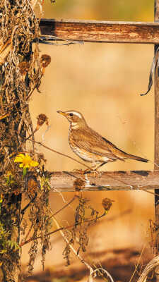 Naumann’s Thrush Recorded for the First Time in Kathmandu Valley at Manohara River Wetlands