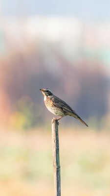 Naumann’s Thrush Recorded for the First Time in Kathmandu Valley at Manohara River Wetlands