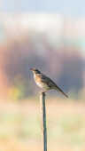 Naumann’s Thrush Recorded for the First Time in Kathmandu Valley at Manohara River Wetlands