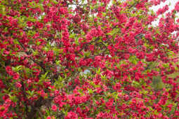 Cherry Blossoms Bloom Across Kathmandu Streets and Parks