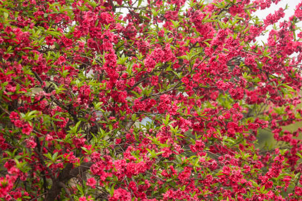 Cherry Blossoms Bloom Across Kathmandu Streets and Parks