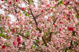 Cherry Blossoms Bloom Across Kathmandu Streets and Parks