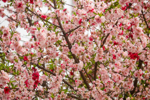Cherry Blossoms Bloom Across Kathmandu Streets and Parks