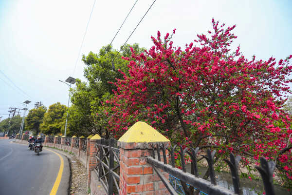 Cherry Blossoms Bloom Across Kathmandu Streets and Parks