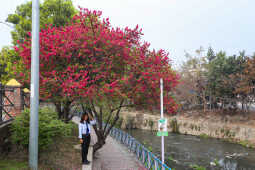 Cherry Blossoms Bloom Across Kathmandu Streets and Parks