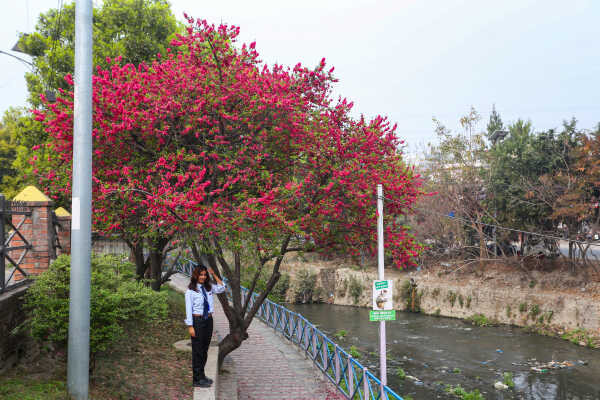 Cherry Blossoms Bloom Across Kathmandu Streets and Parks