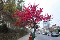 Cherry Blossoms Bloom Across Kathmandu Streets and Parks