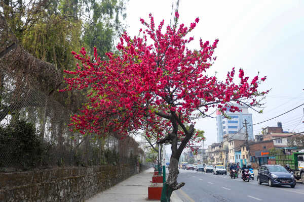 Cherry Blossoms Bloom Across Kathmandu Streets and Parks