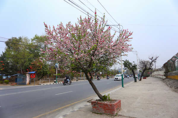 Cherry Blossoms Bloom Across Kathmandu Streets and Parks