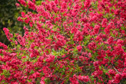 Cherry Blossoms Bloom Across Kathmandu Streets and Parks